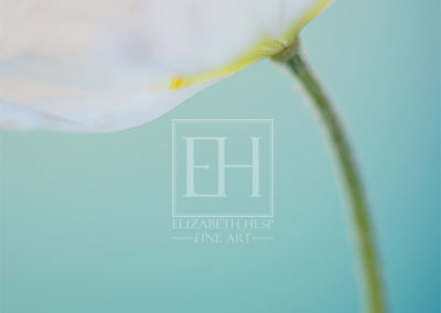Floral tranquil garden showing Elizabeth Hesp's fine art photography image of a white poppy flower against a serene blue green and turquoise background as interior art or healthcare art for interior design project for residential, corporate and healthcare spaces.