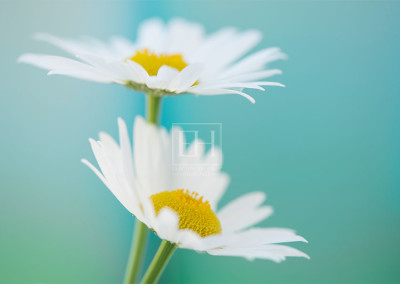 Floral tranquil garden showing Elizabeth Hesp's fine art photography image of a pair of white daisy flowers against a serene blue green and turquoise background as interior art or healthcare art for interior design projects for residential, corporate, hospitality and healthcare spaces.