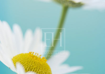 Floral tranquil garden showing Elizabeth Hesp's fine art photography image of a pair of white daisy flowers against a serene blue green and turquoise background as interior art or healthcare art for interior design projects for residential, corporate, hospitality and healthcare spaces.