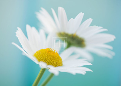 Floral tranquil garden showing Elizabeth Hesp's fine art photography image of a pair of white daisy flowers against a serene blue green and turquoise background as interior art or healthcare art for interior design projects for residential, corporate, hospitality and healthcare spaces.