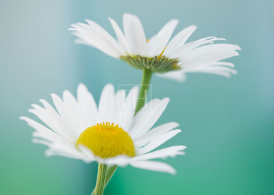 Floral tranquil garden showing Elizabeth Hesp's fine art photography image of a pair of white daisy flowers against a serene blue green and turquoise background as interior art or healthcare art for interior design projects for residential, corporate, hospitality and healthcare spaces.