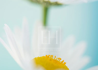Floral tranquil garden showing Elizabeth Hesp's fine art photography image of a pair of white daisy flowers against a serene blue green and turquoise background as interior art or healthcare art for interior design projects for residential, corporate, hospitality and healthcare spaces.