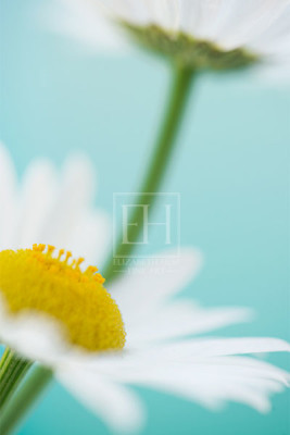 Floral tranquil garden showing Elizabeth Hesp's fine art photography image of a pair of white daisy flowers against a serene blue green and turquoise background as interior art or healthcare art for interior design projects for residential, corporate, hospitality and healthcare spaces.