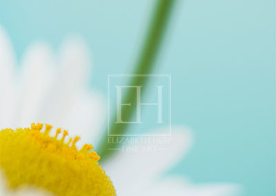 Floral tranquil garden showing Elizabeth Hesp's fine art photography image of a pair of white daisy flowers against a serene blue green and turquoise background as interior art or healthcare art for interior design projects for residential, corporate, hospitality and healthcare spaces.