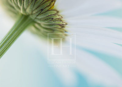 Floral tranquil garden showing Elizabeth Hesp's fine art photography image of a white daisy flower against a serene blue green and turquoise background as interior art or healthcare art for interior design projects for residential, corporate, hospitality and healthcare spaces.