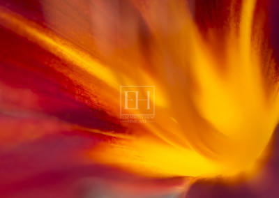 Floral abstracts is a close up contemplative view of the inner cosmos of a flower captured in vibrant hues of red and gold.