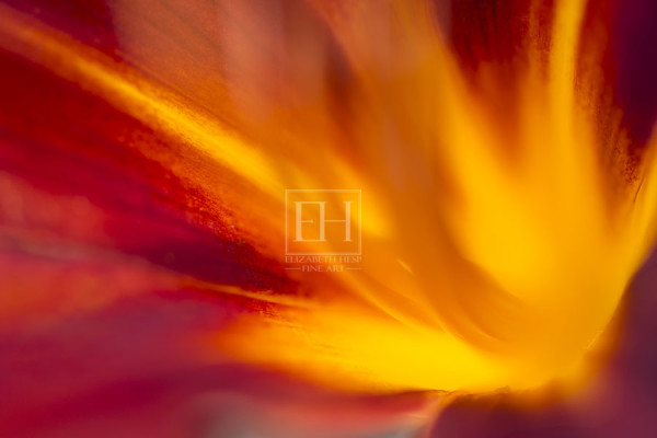Floral abstracts is a close up contemplative view of the inner cosmos of a flower captured in vibrant hues of red and gold.