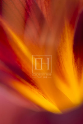 Floral abstracts is a close up contemplative view of the inner cosmos of a flower captured in vibrant hues of red and gold.