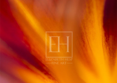 Floral abstracts is a close up contemplative view of the inner cosmos of a flower captured in vibrant hues of red and gold.