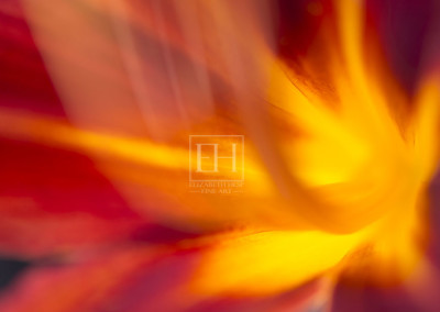 Floral abstracts is a close up contemplative view of the inner cosmos of a flower captured in vibrant hues of red and gold.