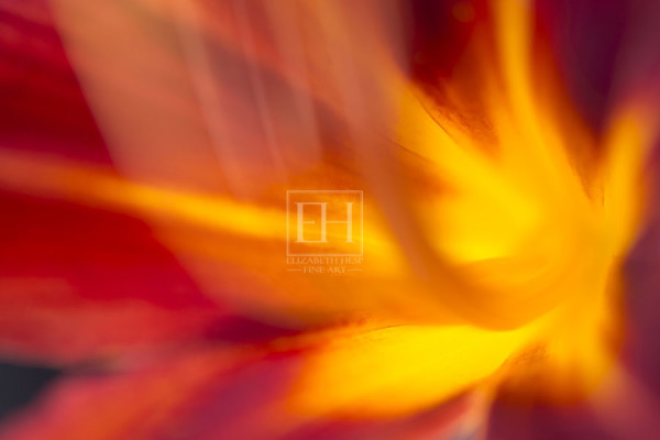Floral abstracts is a close up contemplative view of the inner cosmos of a flower captured in vibrant hues of red and gold.