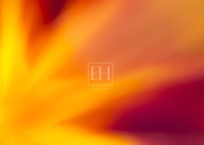 Floral abstracts is a close up contemplative view of the inner cosmos of a flower captured in vibrant hues of red and gold.