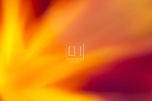 Floral abstracts is a close up contemplative view of the inner cosmos of a flower captured in vibrant hues of red and gold.