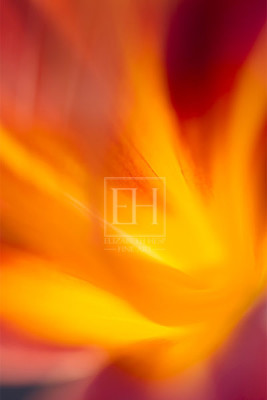 Floral abstracts is a close up contemplative view of the inner cosmos of a flower captured in vibrant hues of red and gold.