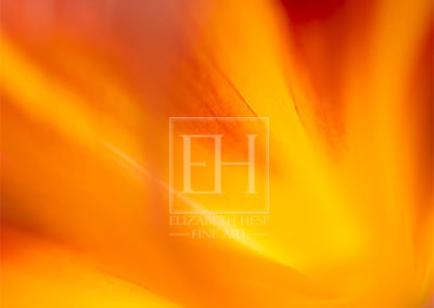 Floral abstracts is a close up contemplative view of the inner cosmos of a flower captured in vibrant hues of red and gold.