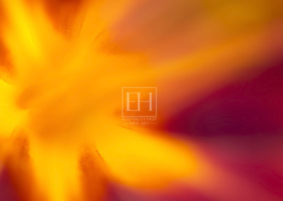 Floral abstracts is a close up contemplative view of the inner cosmos of a flower captured in vibrant hues of red and gold.