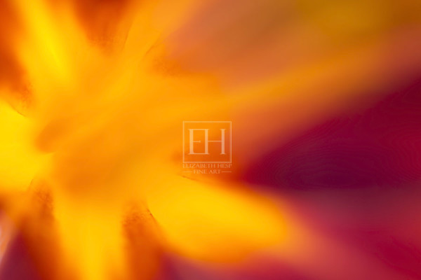 Floral abstracts is a close up contemplative view of the inner cosmos of a flower captured in vibrant hues of red and gold.