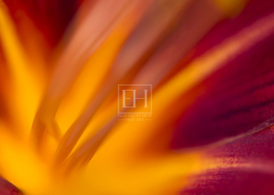 Floral abstracts is a close up contemplative view of the inner cosmos of a flower captured in vibrant hues of red and gold.