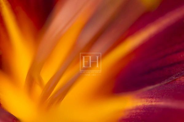 Floral abstracts is a close up contemplative view of the inner cosmos of a flower captured in vibrant hues of red and gold.