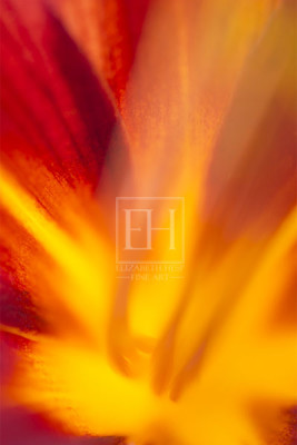 Floral abstracts is a close up contemplative view of the inner cosmos of a flower captured in vibrant hues of red and gold.