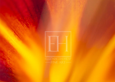 Floral abstracts is a close up contemplative view of the inner cosmos of a flower captured in vibrant hues of red and gold.