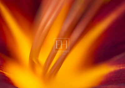 Floral abstracts is a close up contemplative view of the inner cosmos of a flower captured in vibrant hues of red and gold.