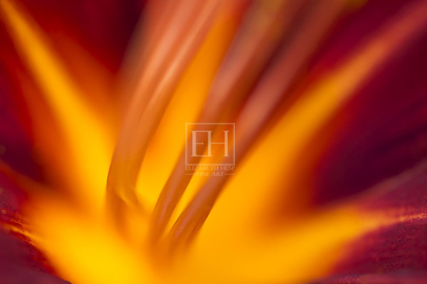 Floral abstracts is a close up contemplative view of the inner cosmos of a flower captured in vibrant hues of red and gold.