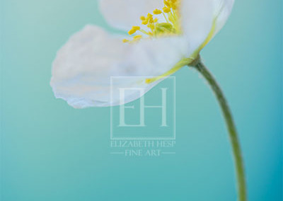 Floral tranquil garden showing Elizabeth Hesp's fine art photography image of a white poppy flower against a serene blue green and turquoise background as interior art or healthcare art for interior design projects for residential, corporate, hospitality and healthcare spaces.