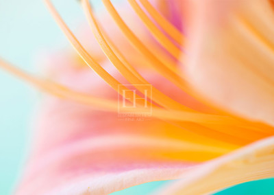 Floral meditation showing Elizabeth Hesp's contemplative fine art photography image of a peach lily flower against a serene blue green and turquoise background as interior art or healthcare art for interior design projects for residential, corporate, hospitality and healthcare spaces.