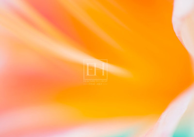 Floral meditation showing Elizabeth Hesp's contemplative fine art photography image of a peach lily flower against a serene blue green and turquoise background as interior art or healthcare art for interior design projects for residential, corporate, hospitality and healthcare spaces.