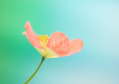 Floral meditation showing Elizabeth Hesp's contemplative fine art photography image of a peach poppy flower against a serene blue green and turquoise background as interior art or healthcare art for interior design projects for residential, corporate, hospitality and healthcare spaces.