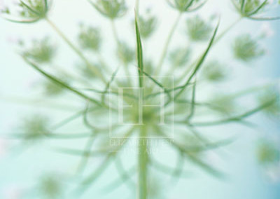 Floral tranquil garden showing Elizabeth Hesp's fine art photography image of a white Queen Anne's lace flower against a serene blue green and turquoise background as interior art or healthcare art for interior design projects for residential, corporate, hospitality and healthcare spaces.