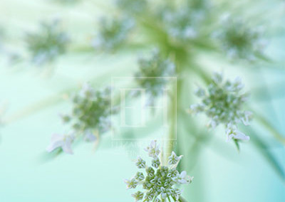 Floral tranquil garden showing Elizabeth Hesp's fine art photography image of a white Queen Anne's lace flower against a serene blue green and turquoise background as interior art or healthcare art for interior design projects for residential, corporate, hospitality and healthcare spaces.