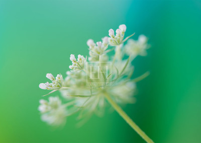 Floral meditation showing Elizabeth Hesp's contemplative fine art photography image of a white Queen Anne's Lace flower against a serene blue green and turquoise background as interior art or healthcare art for interior design projects for residential, corporate, hospitality and healthcare spaces.