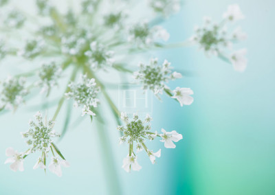 Floral tranquil garden showing Elizabeth Hesp's fine art photography image of a white Queen Anne's lace flower against a serene blue green and turquoise background as interior art or healthcare art for interior design projects for residential, corporate, hospitality and healthcare spaces.