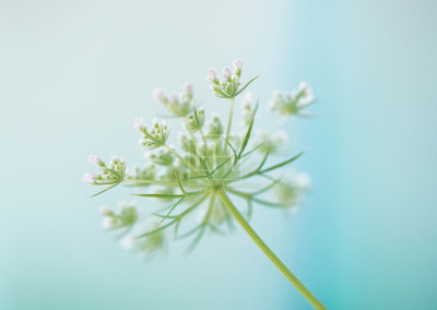 Floral tranquil garden showing Elizabeth Hesp's fine art photography image of a Queen Anne's Lace flowers against a serene blue green and turquoise background as interior art or healthcare art for interior design projects for residential, corporate, hospitality and healthcare spaces.
