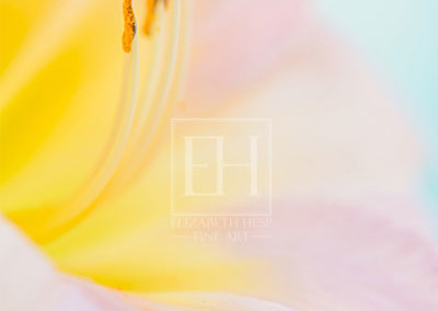 Floral meditation showing Elizabeth Hesp's contemplative fine art photography image of a day lily flower against a serene blue green and turquoise background as interior art or healthcare art for interior design projects for residential, corporate, hospitality and healthcare spaces.