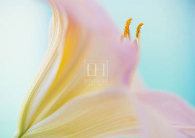 Floral meditation showing Elizabeth Hesp's contemplative fine art photography image of a pink lily flower against a serene blue green and turquoise background as interior art or healthcare art for interior design projects for residential, corporate, hospitality and healthcare spaces.