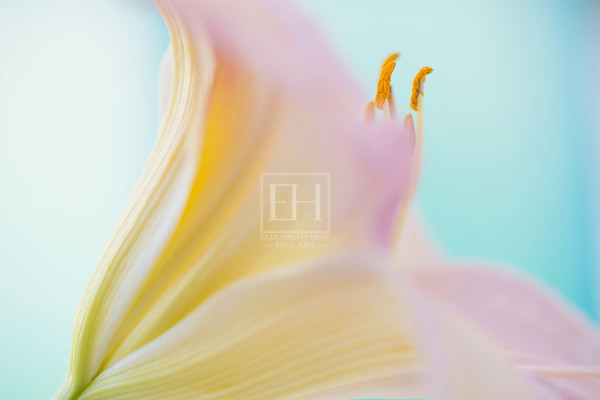 Floral meditation showing Elizabeth Hesp's contemplative fine art photography image of a pink lily flower against a serene blue green and turquoise background as interior art or healthcare art for interior design projects for residential, corporate, hospitality and healthcare spaces.