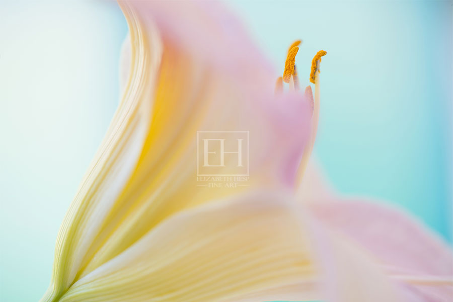 Floral Meditations