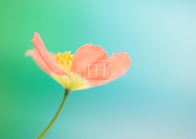 Floral meditation showing Elizabeth Hesp's contemplative fine art photography image of a peach poppy flower against a serene blue green and turquoise background as interior art or healthcare art for interior design projects for residential, corporate, hospitality and healthcare spaces.