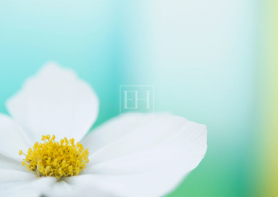 Floral tranquil garden showing Elizabeth Hesp's fine art photography image of a white Cosmos flower against a serene blue green and turquoise background as interior art or healthcare art for interior design projects for residential, corporate, hospitality and healthcare spaces.