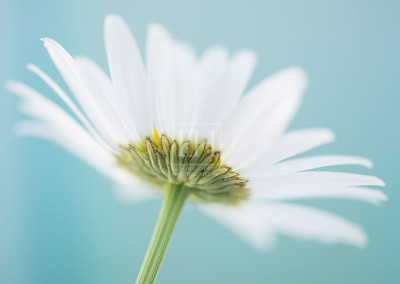Floral tranquil garden showing Elizabeth Hesp's fine art photography image of a white daisy flower against a serene blue green and turquoise background as interior art or healthcare art for interior design projects for residential, corporate, hospitality and healthcare spaces.