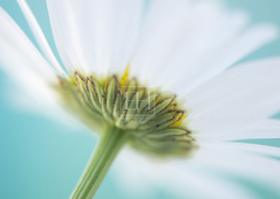 Floral tranquil garden showing Elizabeth Hesp's fine art photography image of a white Queen Anne's Lace flower against a serene blue green and turquoise background as interior art or healthcare art for interior design projects for residential, corporate, hospitality and healthcare spaces.
