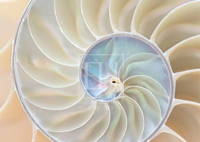 Luminescence from Nautilus Rhythms fine art photography image by Canadian visual artist Elizabeth Hesp as open edition interior art.