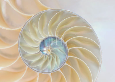 Nautilus Chambers from Nautilus Rhythms fine art photography image by Canadian visual artist Elizabeth Hesp as open edition interior art.