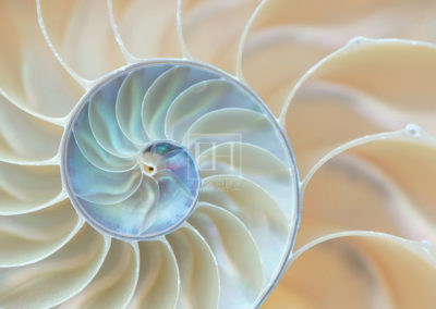 Nautilus Rising from Nautilus Rhythms fine art photography image by Canadian visual artist Elizabeth Hesp as open edition interior art.