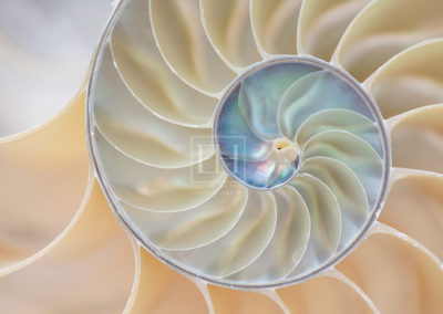 Nautilus Spiral from Nautilus Rhythms fine art photography image by Canadian visual artist Elizabeth Hesp as open edition interior art.
