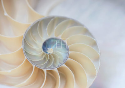 Nautilus shell cross-section image called Nautilus Twirl from Nautilus Rhythms series photographed by Elizabeth Hesp and used by Tafelmusik for Bach Goldberg concert