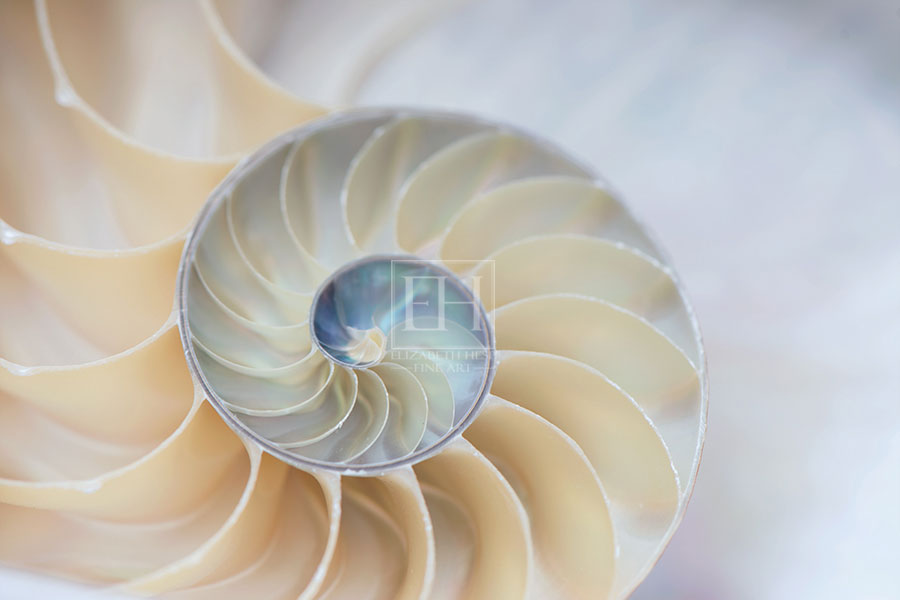 Nautilus shell cross-section image called Nautilus Twirl from Nautilus Rhythms series photographed by Elizabeth Hesp and used by Tafelmusik for Bach Goldberg concert